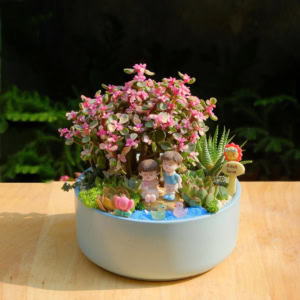 chậu tiểu cảnh sen đá xương rồng đẹp