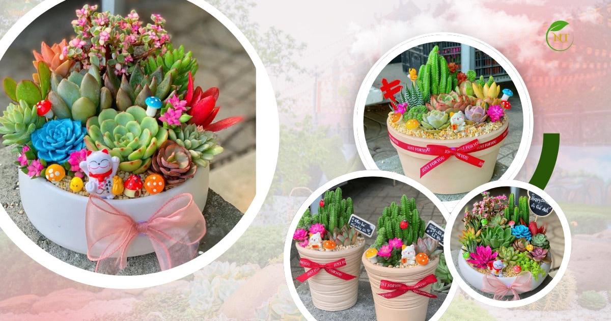 ý nghĩa kết hợp sen đá và xương rồng