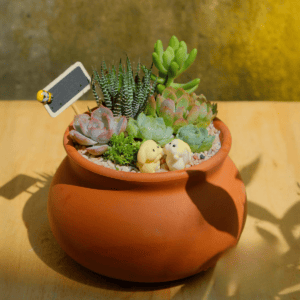 quà tặng sen đá dễ thương