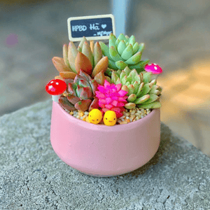 Quà tặng Sen đá đẹp cho doanh nghiệp, trường học, tập thể