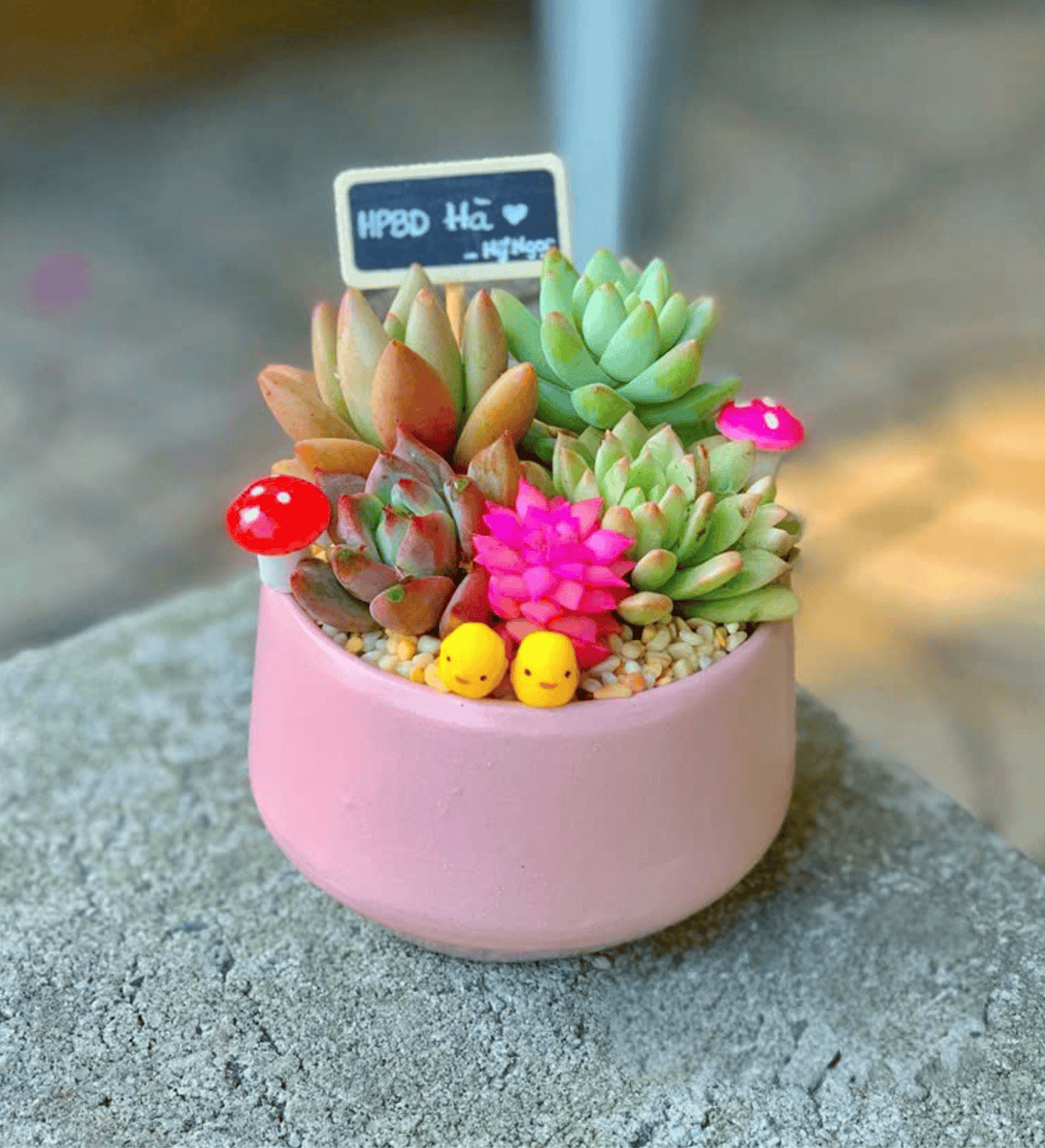 Quà tặng Sen đá đẹp cho doanh nghiệp, trường học, tập thể