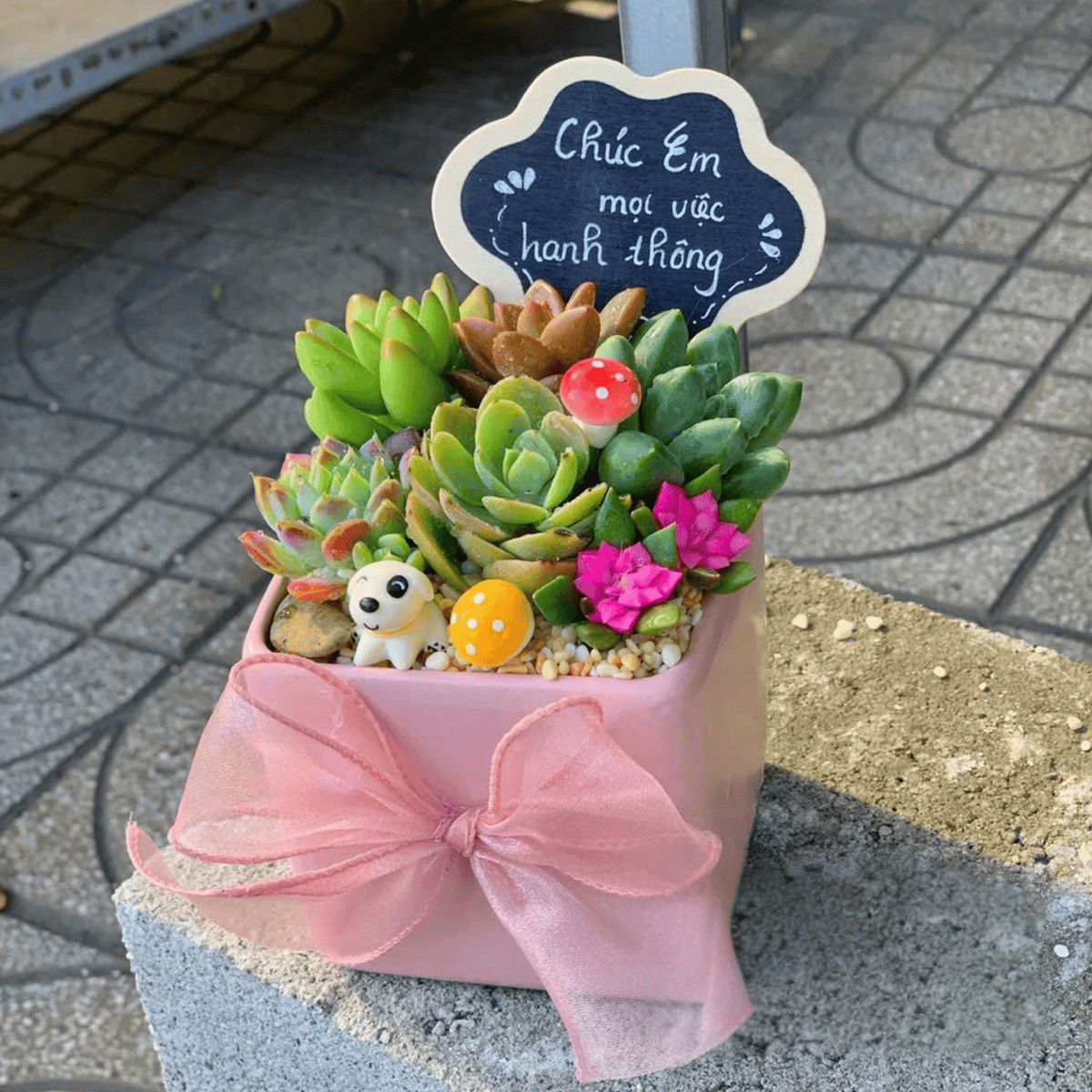 Quà tặng Sen đá đẹp cho doanh nghiệp, trường học, tập thể