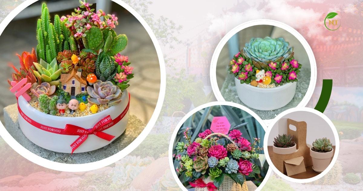 Quà Tặng Sen Đá Tốt Nghiệp