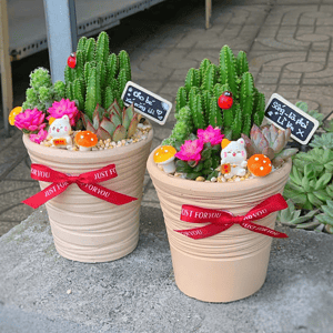 Chậu Sen đá quà tặng nhỏ