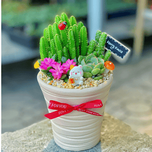 Chậu Sen đá quà tặng nhỏ