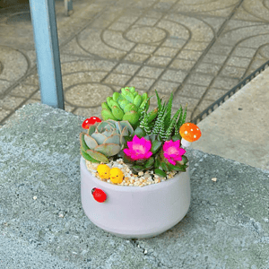 Chậu Sen đá quà tặng doanh nghiệp