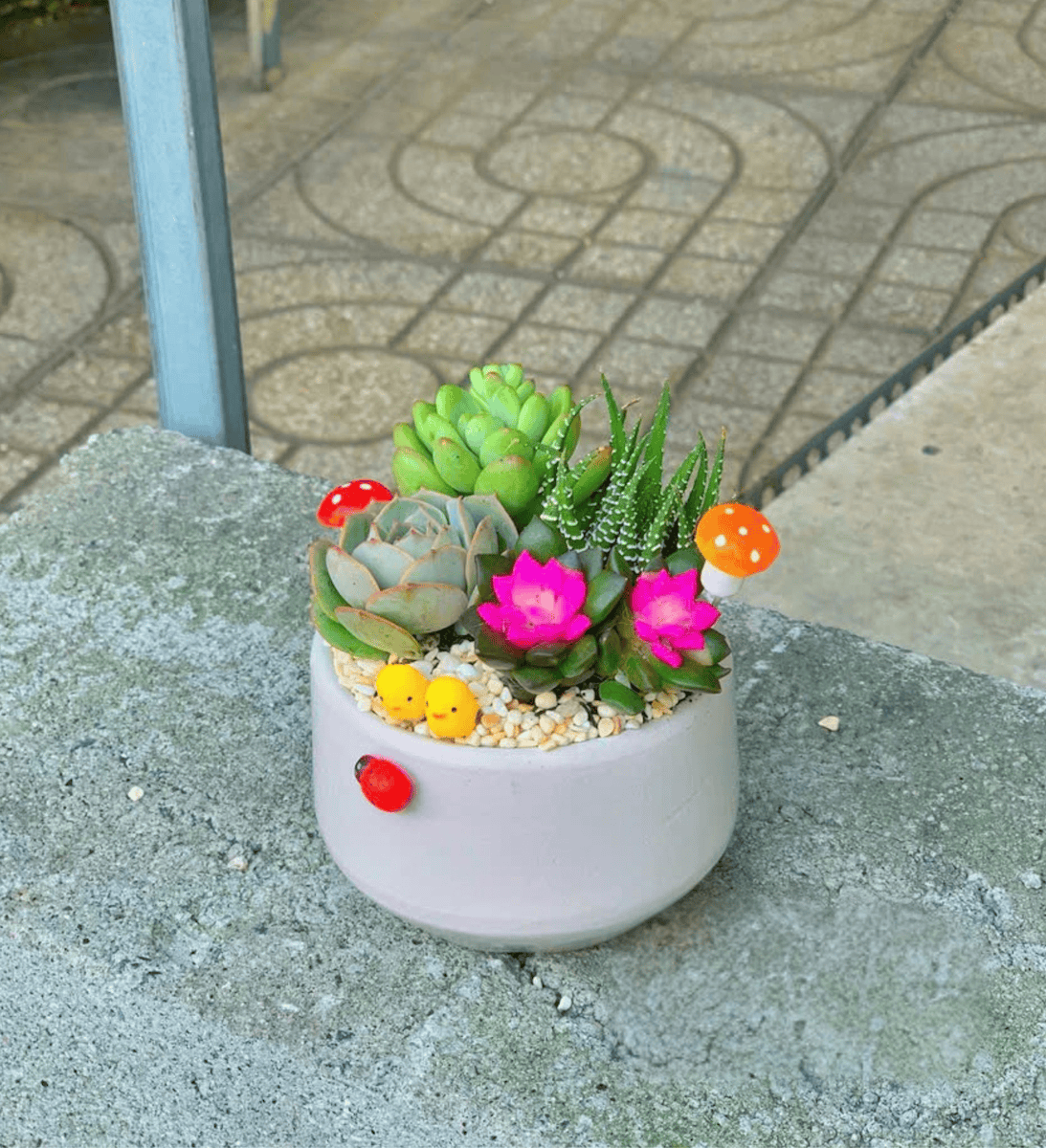 Chậu Sen đá quà tặng doanh nghiệp