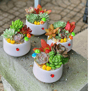 Chậu Sen đá quà tặng doanh nghiệp