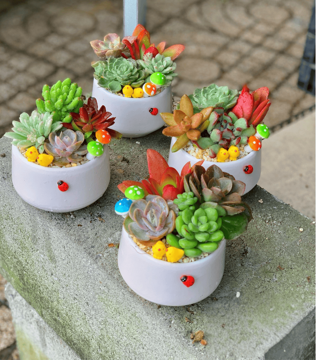 Chậu Sen đá quà tặng doanh nghiệp