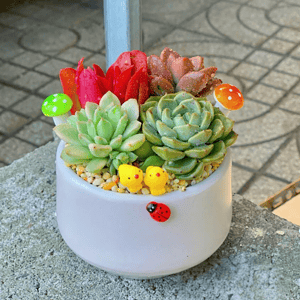 Chậu Sen đá quà tặng doanh nghiệp