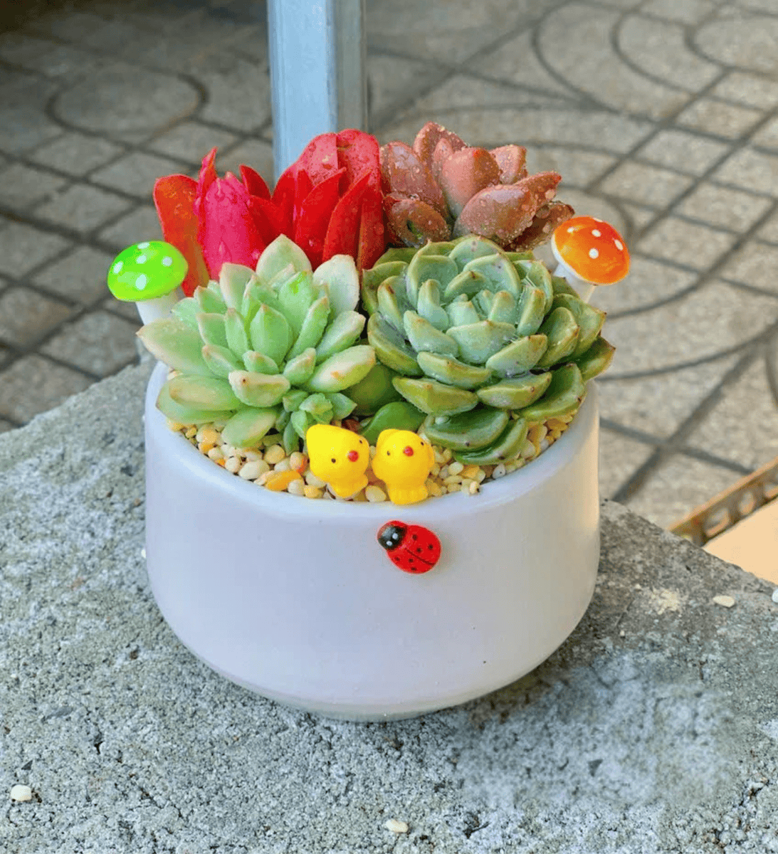 Chậu Sen đá quà tặng doanh nghiệp