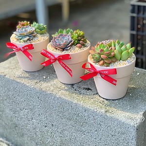 Chậu Sen đá quà tặng doanh nghiệp