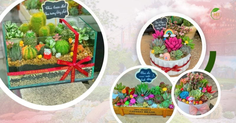 Sen Đá Tặng Khai Trương