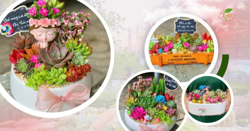 Ý nghĩa sen đá khi tặng sinh nhật