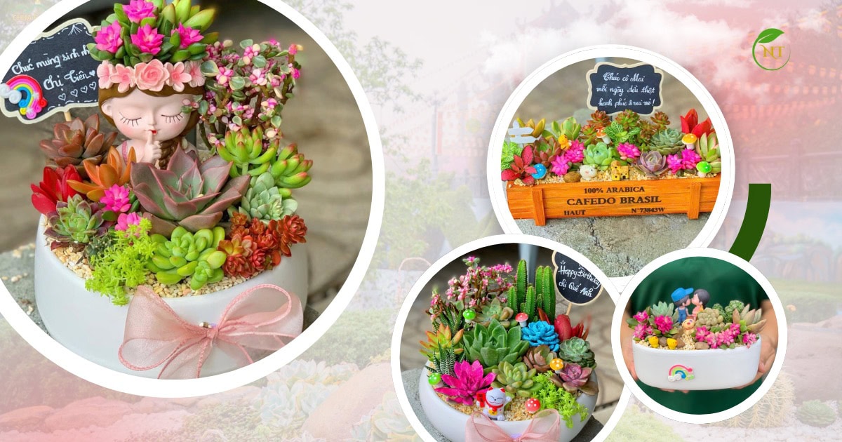 Ý nghĩa sen đá khi tặng sinh nhật