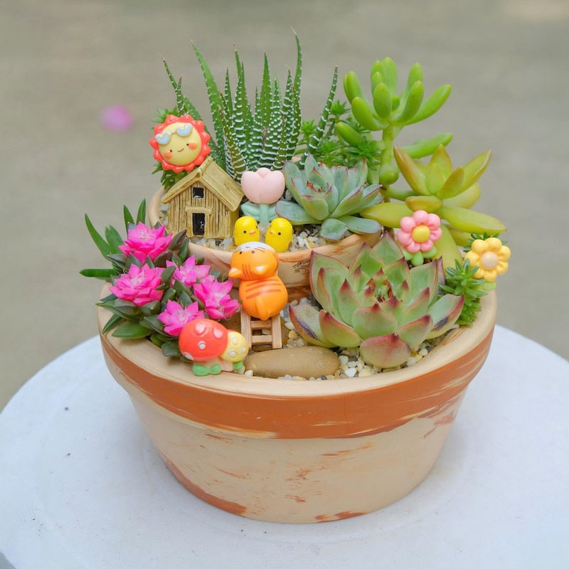 Tác dụng của sen đá trong đời sống