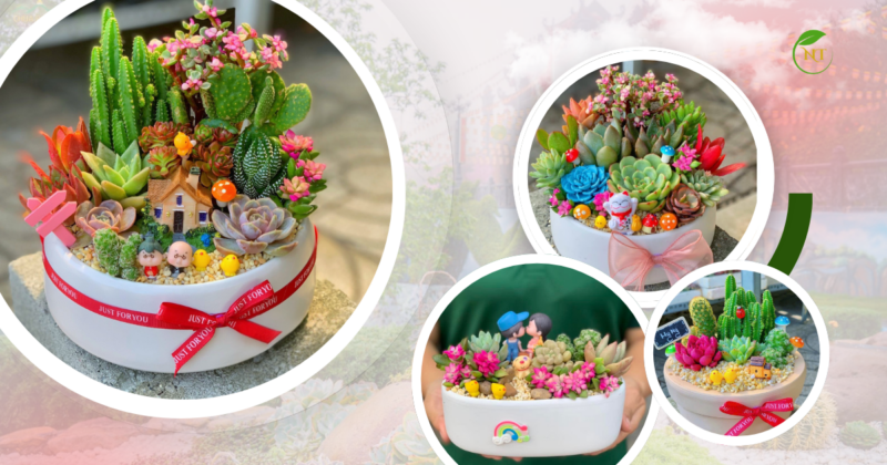 Tiểu Cảnh Sen Đá Để Bàn Mini