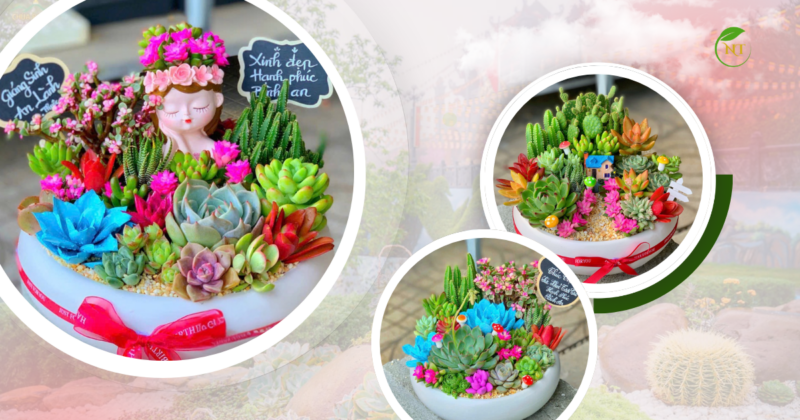 Mẫu Tiểu Cảnh Sen Đá Khu Vườn Rộng Lớn Big Size