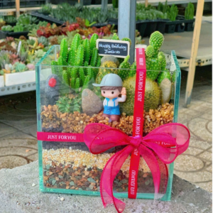 Tiểu cảnh sen đá trong chậu thuỷ tinh