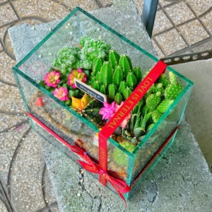 Tiểu cảnh sen đá trong chậu thuỷ tinh