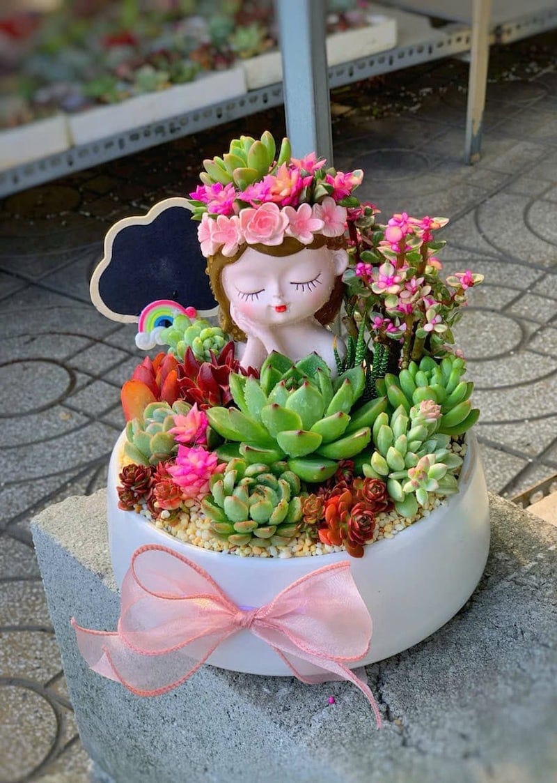 Ý nghĩa của sen đá