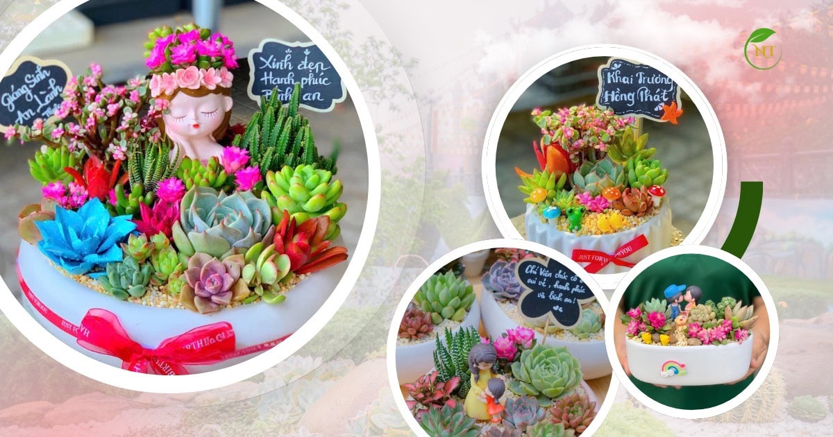 Ý nghĩa sen đá theo từng đối tượng nhận quà