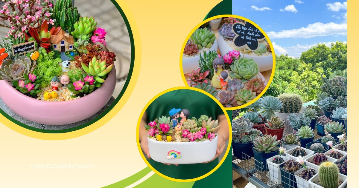 ý nghĩa quà tặng sen đá