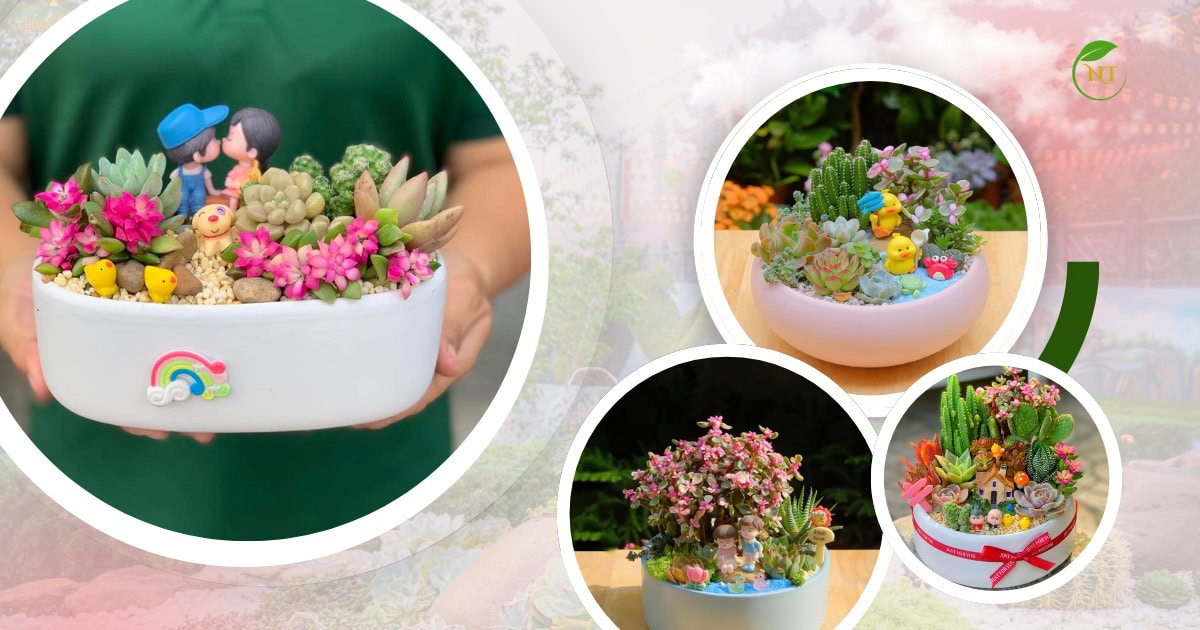 Ý nghĩa sâu sắc của sen đá trong tình yêu