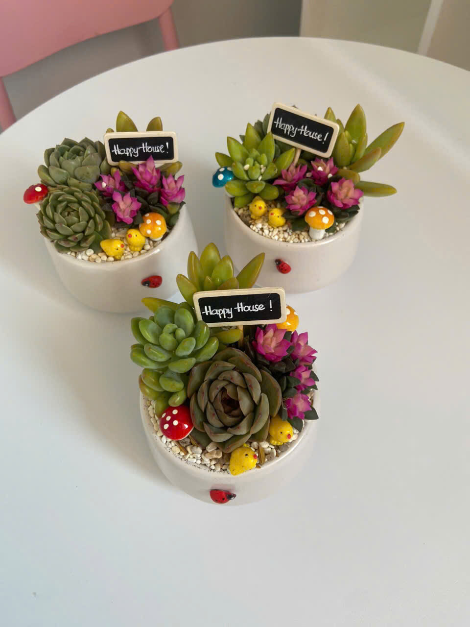 gợi ý sắp xếp sen đá