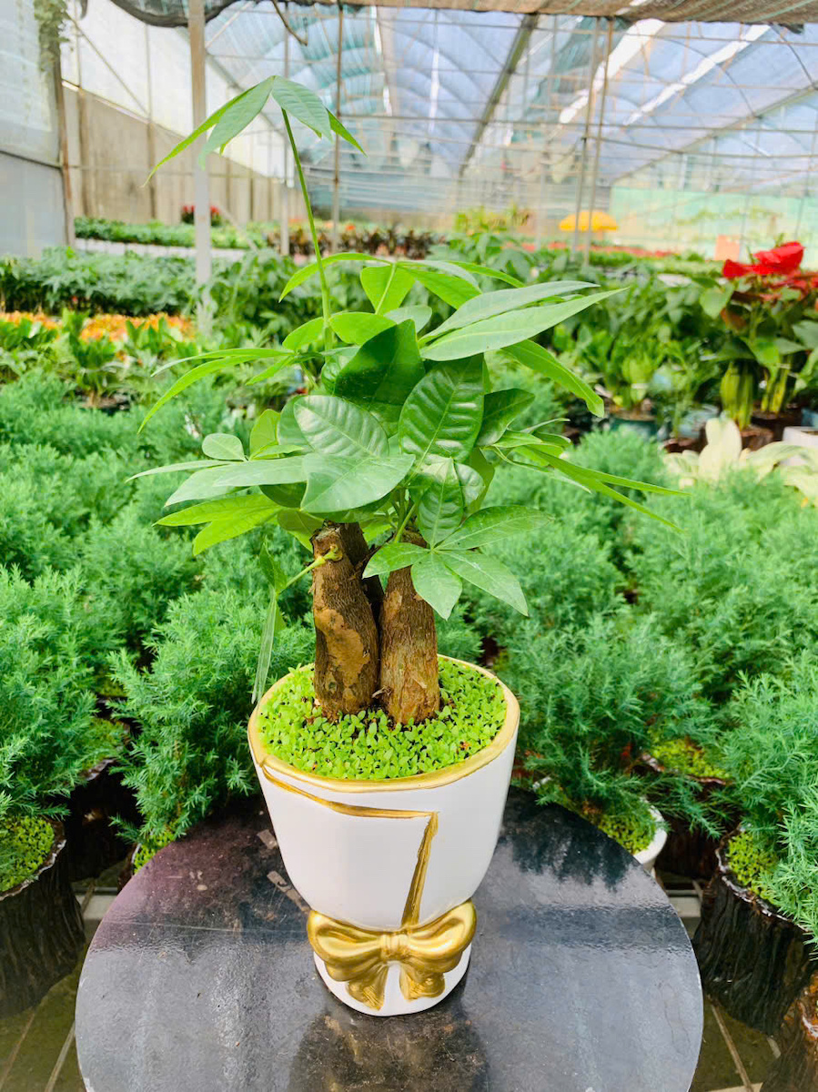 Chậu cây kim ngân để bàn phòng hợp, quầy thu ngân