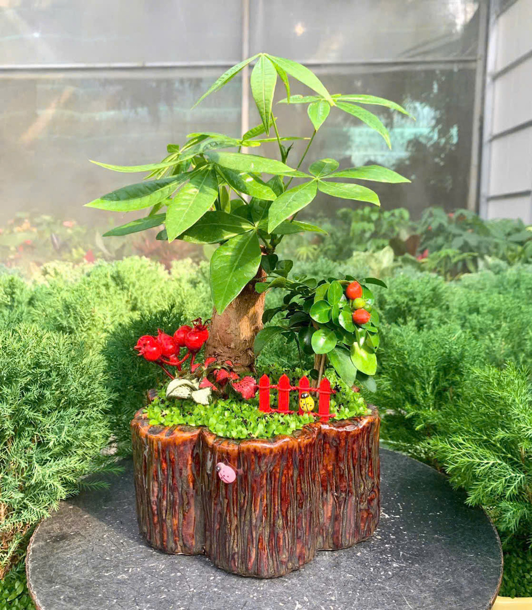 Chậu cây kim ngân một thân giả gỗ