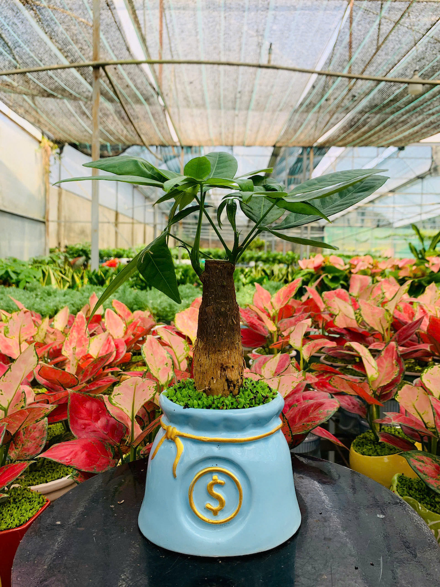 Chậu cây kim ngân để bàn túi tiền