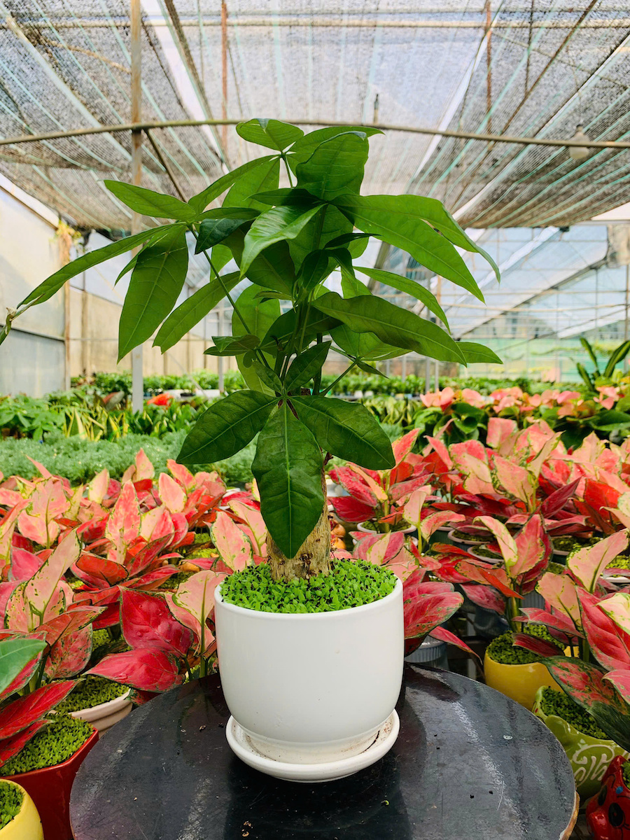 chậu cây kim ngân để bàn 1 thân có dĩa lót