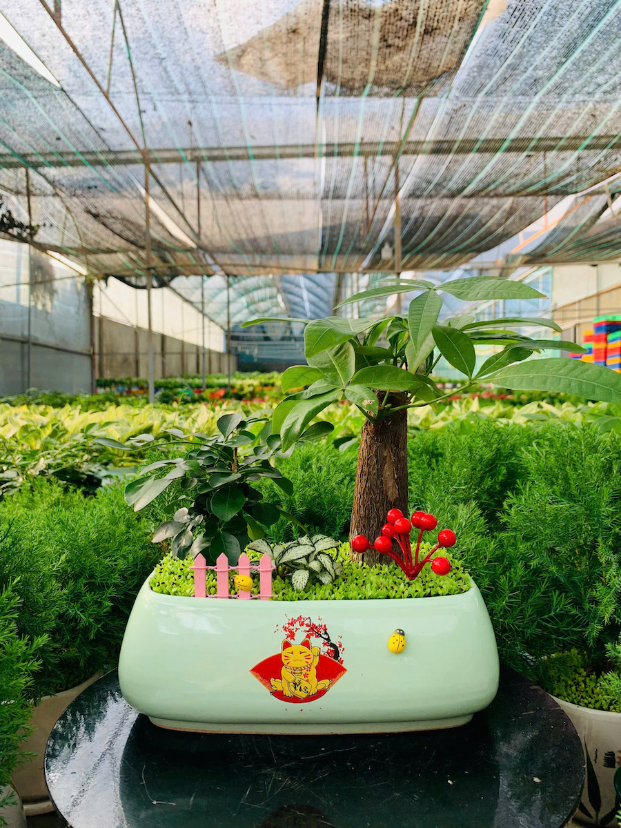 chậu cây kim ngân kiểu thuyền