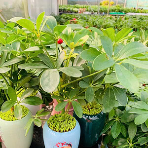 Chậu cây ngũ gia bì để bàn đẹp