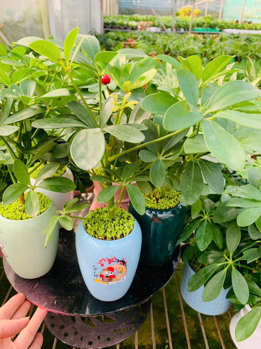 Chậu cây ngũ gia bì để bàn đẹp