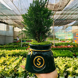 Chậu cây tùng bồng lai để bàn túi tiền I TBL003