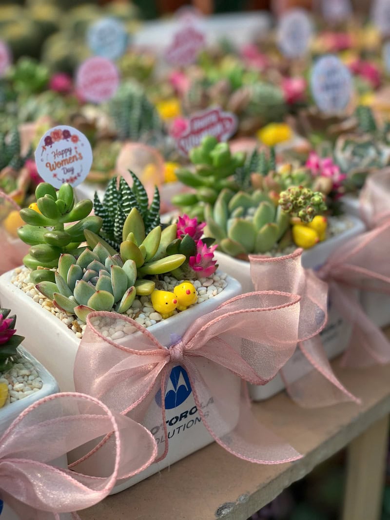 Mua sen đá tặng nhân viên 30/4 in logo tại Ngọc Tân