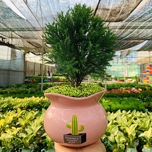 Chậu cây tùng bồng lai để bàn nhỏ đẹp