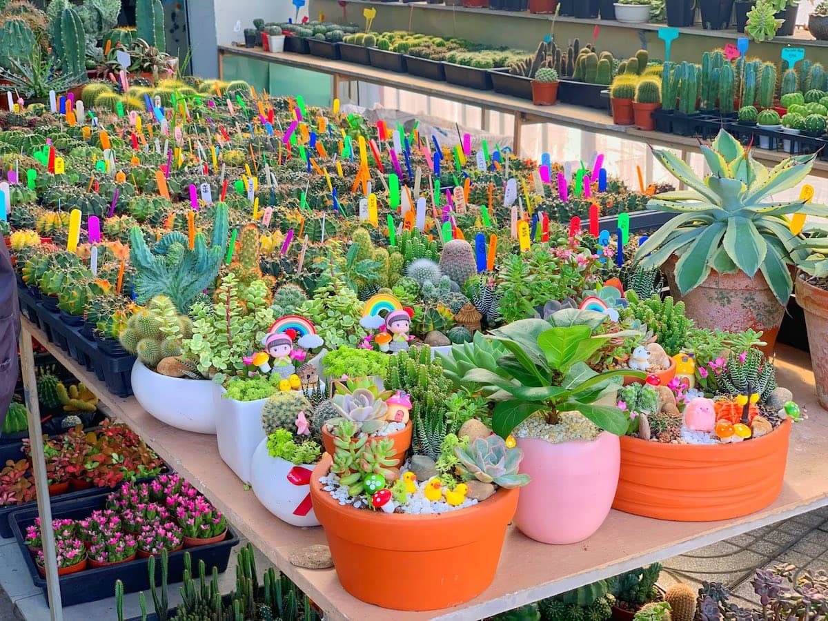 Xu hướng sử dụng sen đá làm phụ kiện