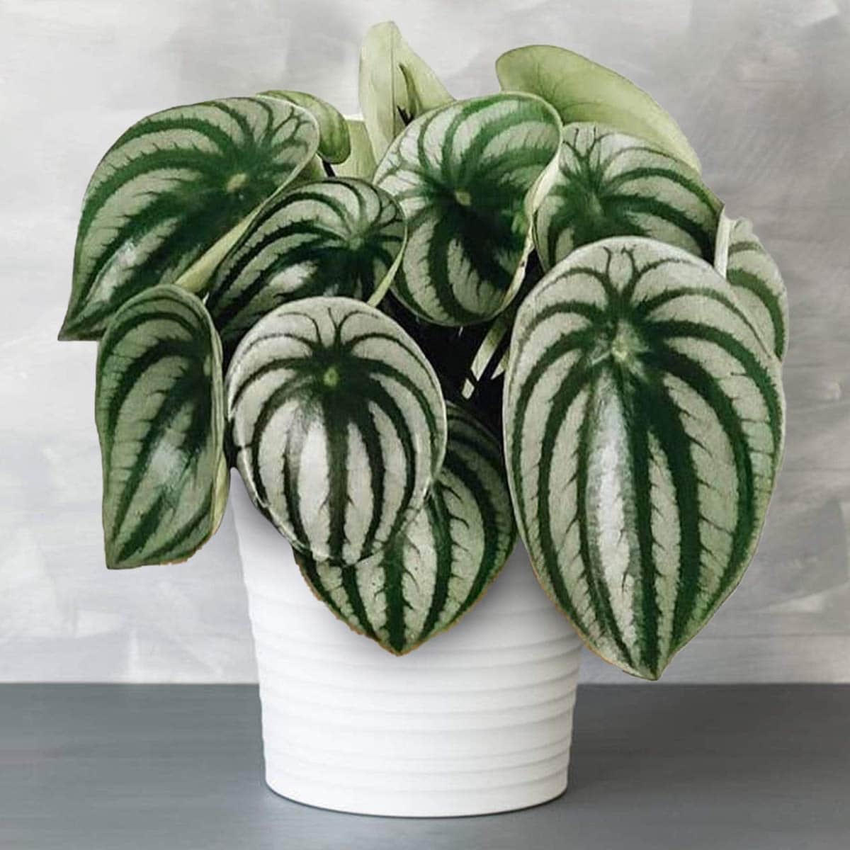 Cây Peperomia Dưa Hấu