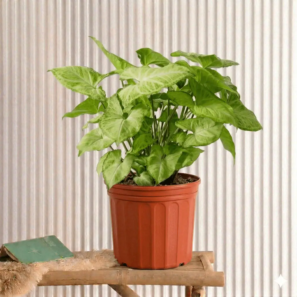 Cây Tróc Bạc (Syngonium)