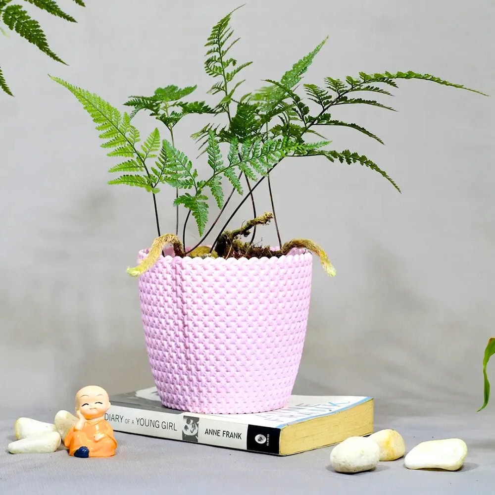 Dương Xỉ Chân Thỏ (Rabbit’s Foot Fern)